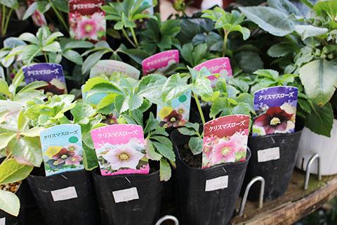 クリスマスローズ