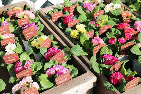 フリンジ咲きジュリアン モンシュシュ