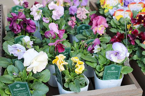 パンジー・シュシュ