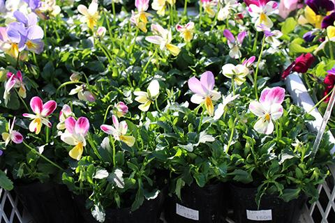 ビオラ バニーイヤーズ