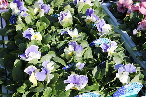 パンジー マリア ブルーオーシャン