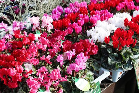 ガーデンシクラメン