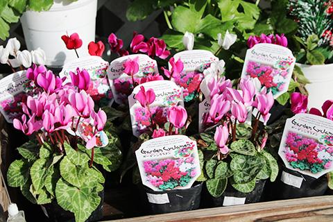 ガーデンシクラメン