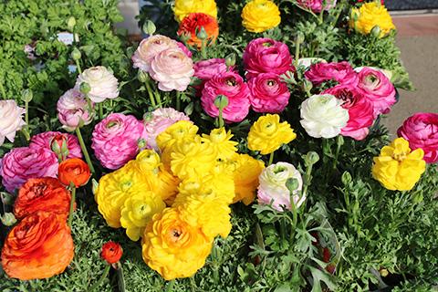 ラナンキュラス 小春びより