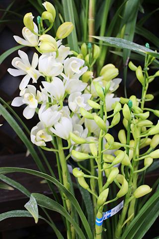 胡蝶蘭 イージーブルージー