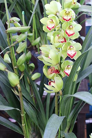 胡蝶蘭 リフレッシュグリーン