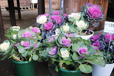 葉ボタン お江戸小町