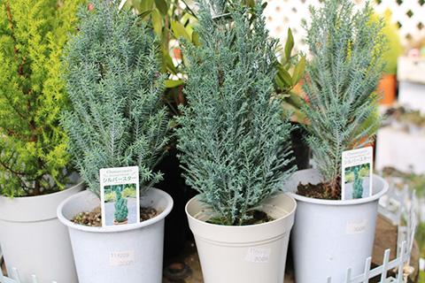 シルバースター エルウッディー