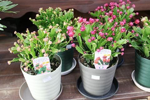 デンマークカクタス コンペイトウ