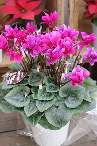 シクラメン フェアリーピコ