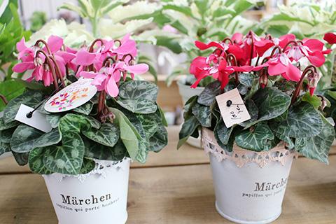 シクラメン ジックス