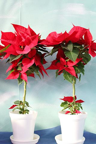 ポインセチア
