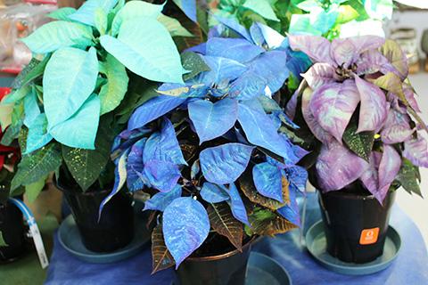 ポインセチア ラメ付き