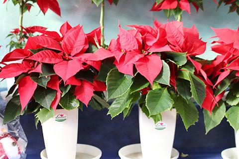 ポインセチア