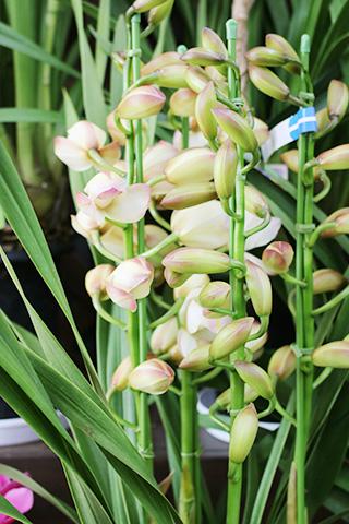 胡蝶蘭・プリンセスマサコ