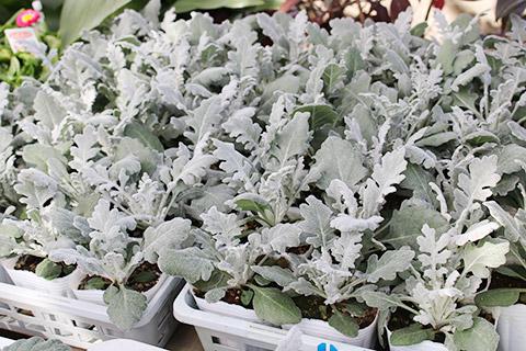 ダスティーミラー