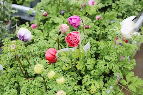 アネモネ八重咲き・凛々花