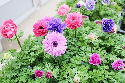 アネモネ八重ポルト