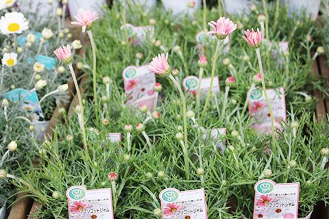 ローダンセマム・アプリコットジャム