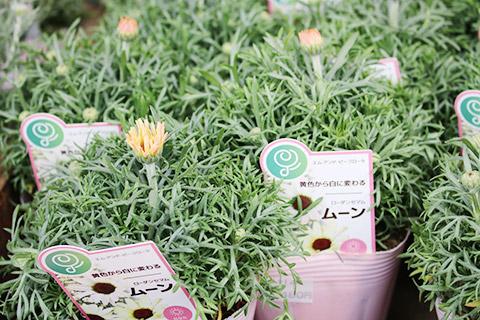 ローダンセマム・ムーン