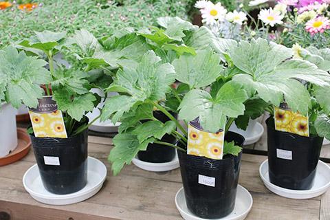 ラナンキュラス・ラックス