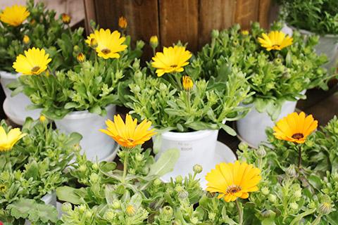 ディモルフォセカ