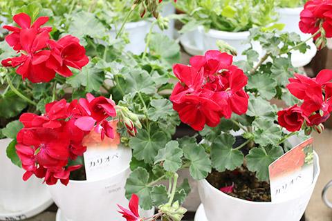 ゼラニウム・カリオペ