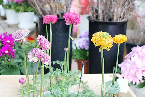 ラナンキュラス・ポンポンシリーズ