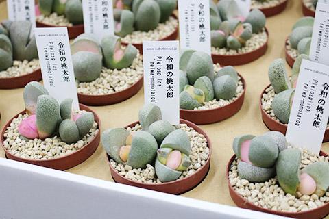 多肉植物・令和の桃太郎