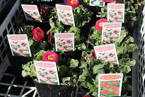 ポンポンデージー