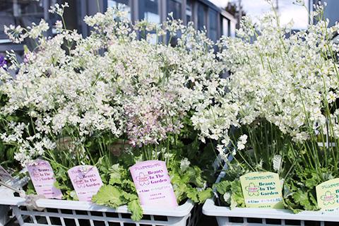 プリムラマラコイデス