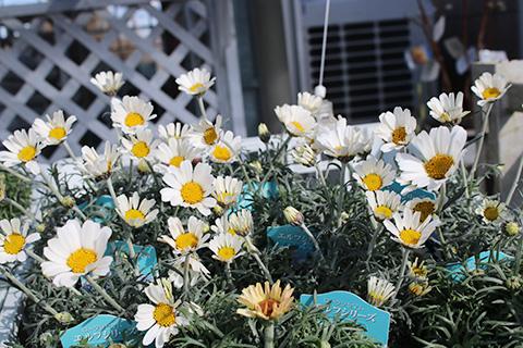 ローダンセマム