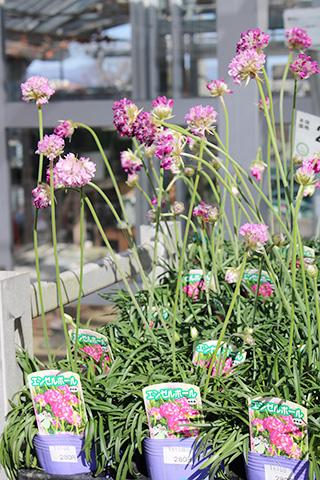 アメリア・エンゼルボール