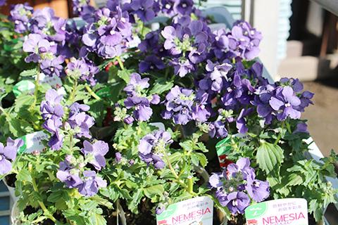 ネメシア・ネシア