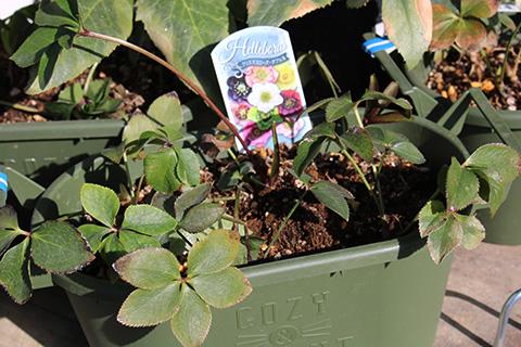 クリスマスローズ・ダブル系