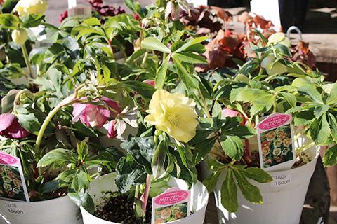 ハイブリッドクリスマスローズ