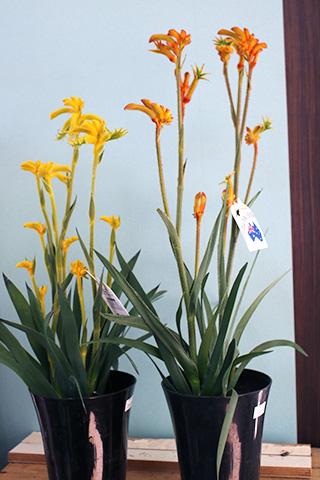 カンガルーポウ