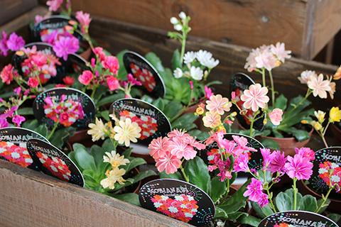 レウィシア恋花火