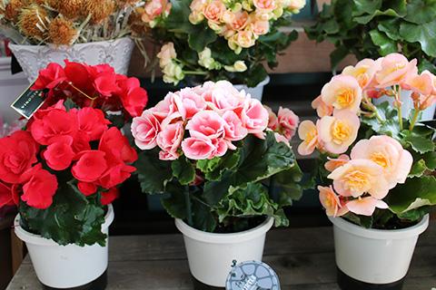 エラチオールベゴニア