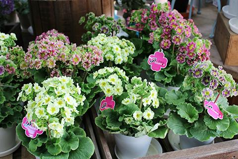 プリムラオブコニア　プリカント