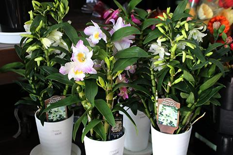 デンドロビューム