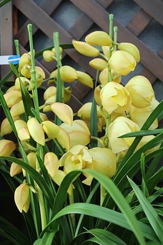 シンビジューム・ムーンシャイン