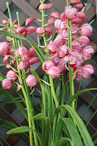 キッシングトーク