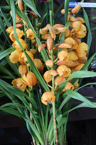 シンビジューム・マロンケーキ