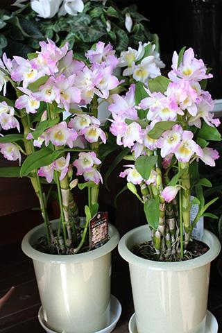 デンドロビウム・リセ